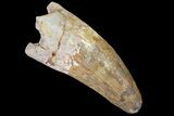 Large, Fossil Crocodile (Elosuchus) Tooth - Morocco #80711-1